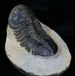Big / Inch Struveaspis Trilobite #4085-1
